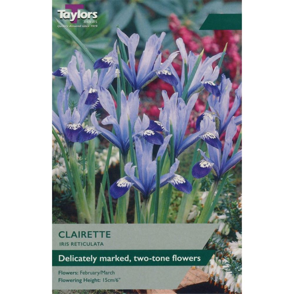 Iris reticulata Clairette Waterperry Gardens Oxfordshire Garden